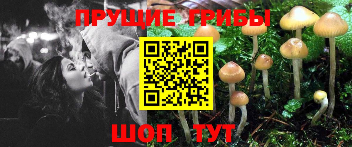 Знаменск  Галлюциногенные грибы Psilocybine cubensis  Псилоцибиновые грибы прущие грибы  Вход с VPN 